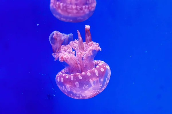 Macro of a beautiful jellyfish mastigias papua — Stock Photo, Image