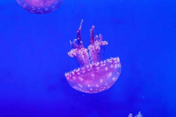 Macro de una hermosa medusa mastigias papua —  Fotos de Stock