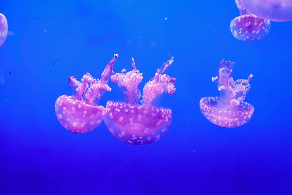 Macro de una hermosa medusa mastigias papua — Foto de Stock