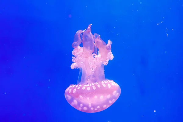 Macro of a beautiful jellyfish mastigias papua — Stock Photo, Image