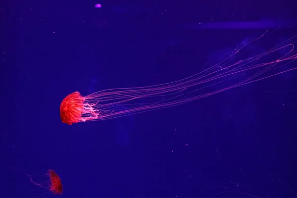 Macro de una hermosa medusa chrysaora pacifica —  Fotos de Stock