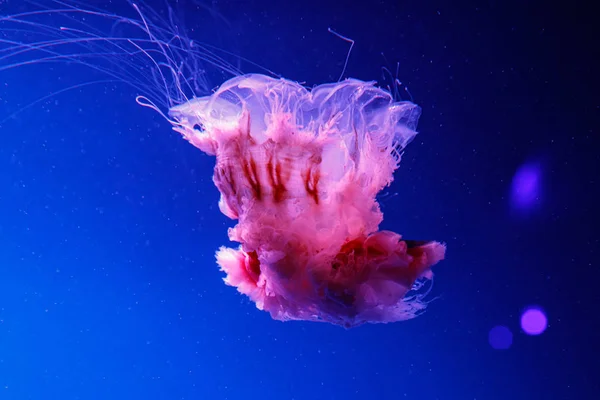 Macro of a beautiful jellyfish cyanea capillata — Stock Photo, Image