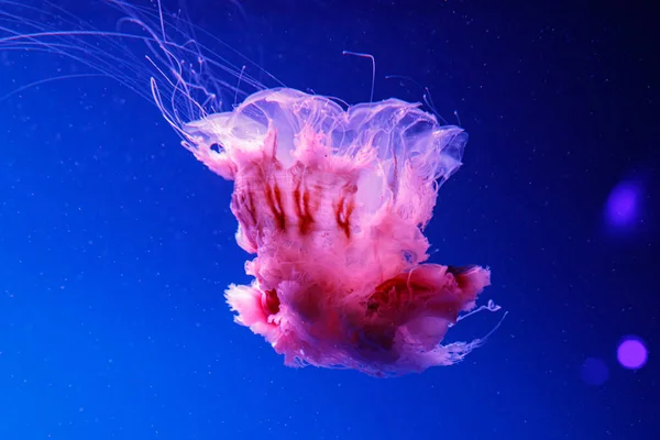 Macro of a beautiful jellyfish cyanea capillata — Stock Photo, Image