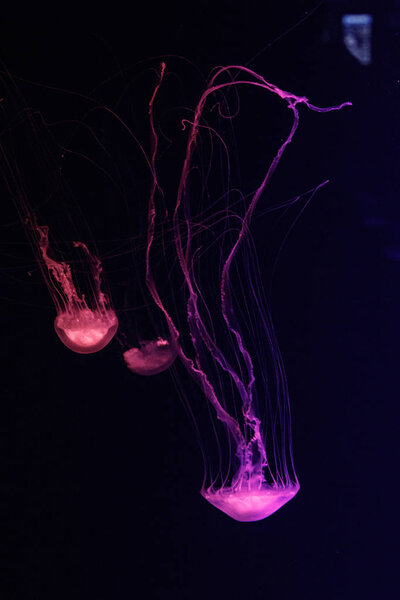 macro of a beautiful jellyfish chrysaora quinquecirrha 