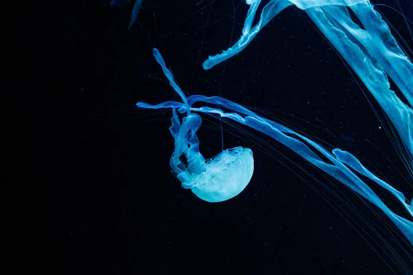 Макрос красивой медузы Chrysaora chrysis — стоковое фото