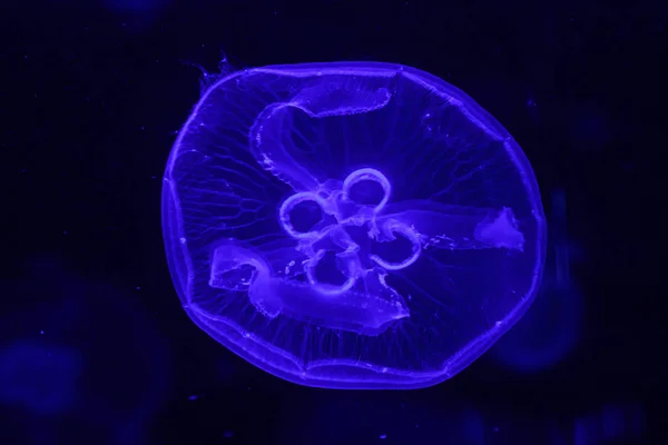 Macro de una hermosa medusa aurelia aurita — Foto de Stock