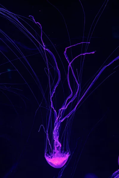 아름다운 해파리 크리사오라 퀸케시증의 매크로 — 스톡 사진