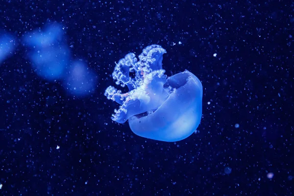 Macro de uma bela água-viva rhizostoma pulmo — Fotografia de Stock