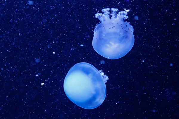 Macro de una hermosa medusa rhizostoma pulmo —  Fotos de Stock