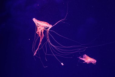 güzel bir denizanası chrysaora quinquecirrha makro 