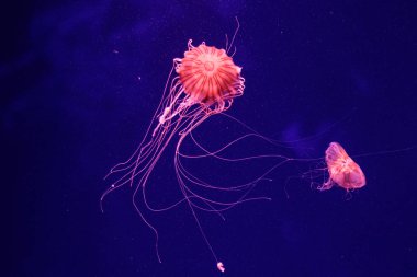 güzel bir denizanası chrysaora quinquecirrha makro 