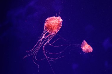 güzel bir denizanası chrysaora quinquecirrha makro 