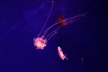 güzel bir denizanası chrysaora quinquecirrha makro 