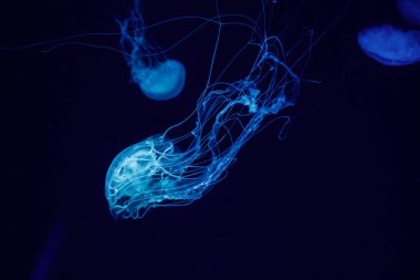 güzel bir denizanası chrysaora quinquecirrha makro 