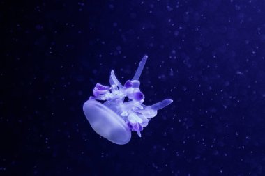 güzel bir denizanası rhizostoma luteum makro 