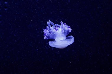 güzel bir denizanası rhizostoma luteum makro 