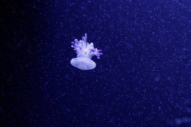 güzel bir denizanası rhizostoma luteum makro 