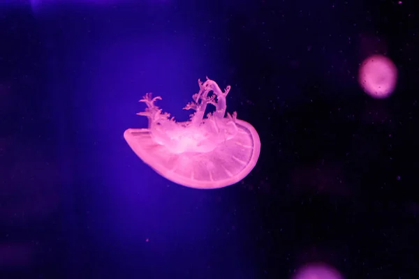 Macro of a beautiful jellyfish cassiopea andromeda — Stock Photo, Image