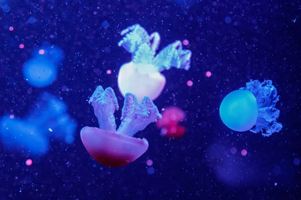Macro de una hermosa medusa catostylus mosaicus — Foto de Stock