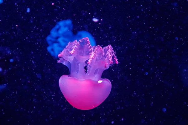 Macro of a beautiful jellyfish catostylus mosaicus — Stock Photo, Image