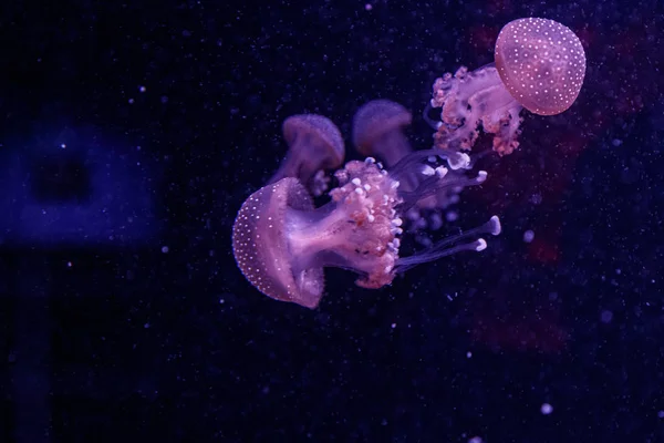 Macro de una hermosa medusa phyllorhiza punctata — Foto de Stock