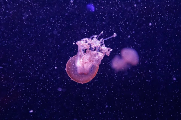 Macro de una hermosa medusa phyllorhiza punctata — Foto de Stock