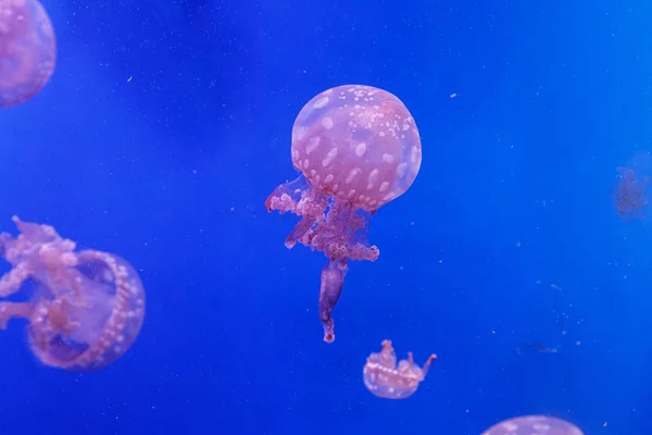 Makró egy gyönyörű medúza mastigias Pápua — Stock Fotó