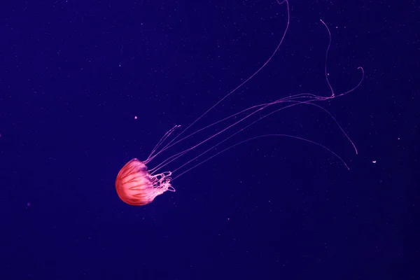 Макрос красивой медузы хризаоры квинквецирры — стоковое фото