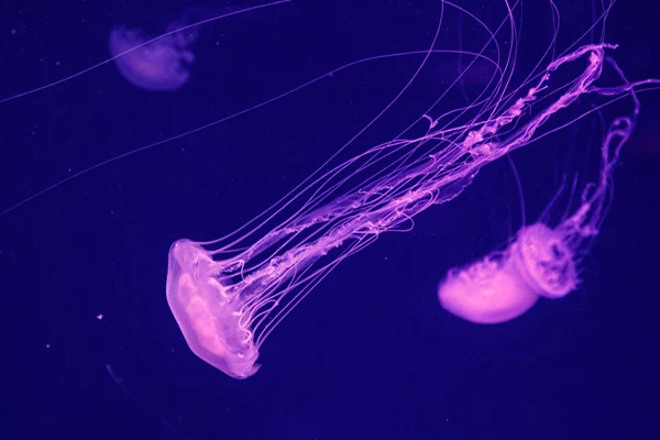 Macro d'une belle méduse chrysaora quinquecirrha — Photo