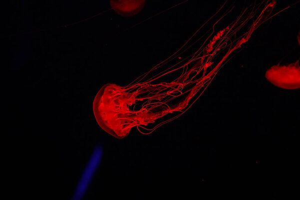 macro of a beautiful jellyfish chrysaora quinquecirrha 