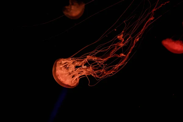Macro of a beautiful jellyfish chrysaora quinquecirrha — Stock Photo, Image