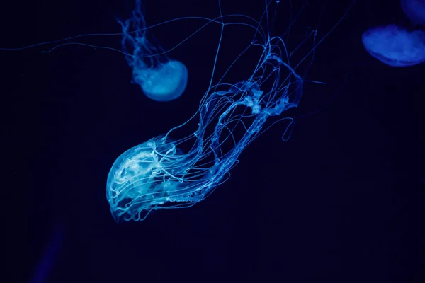Macro de uma bela água-viva chrysaora quinquecirrha — Fotografia de Stock