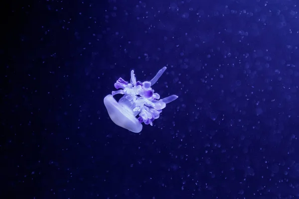 Makro nádherné medúzy Rhizostoma tělísko — Stock fotografie