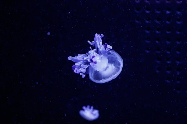 Macro of a beautiful jellyfish rhizostoma luteum — Stock Photo, Image