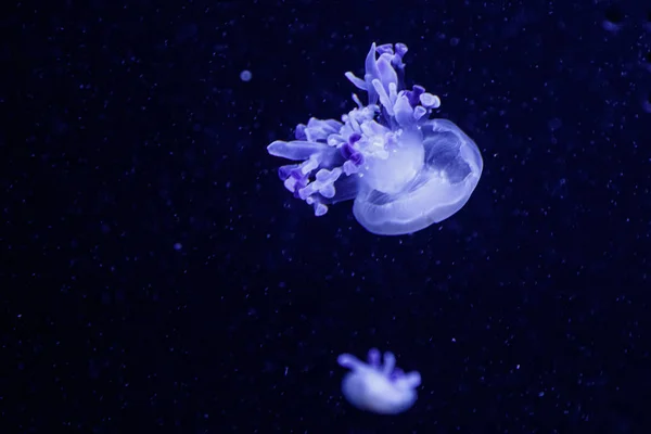 Macro of a beautiful jellyfish rhizostoma luteum — Stock Photo, Image