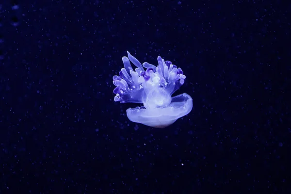 Макро из красивой медузы rhizostoma luteum — стоковое фото