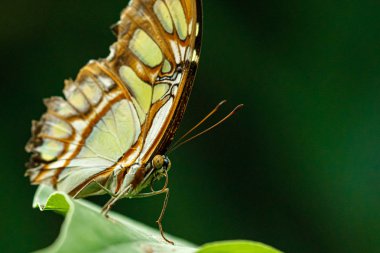 makro güzel kelebek Siproeta stelenes