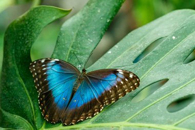 makro güzel kelebek Morpho helenor 