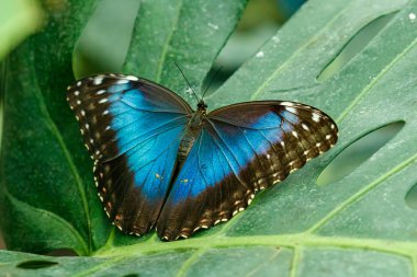 makro güzel kelebek Morpho helenor 