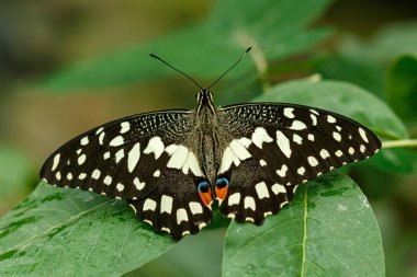 makro güzel kelebek Papilio demoleus