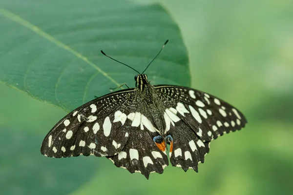 makro güzel kelebek Papilio demoleus