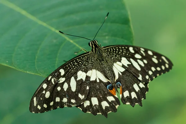makro güzel kelebek Papilio demoleus