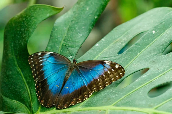 Makro güzel kelebek Morpho helenor — Stok fotoğraf