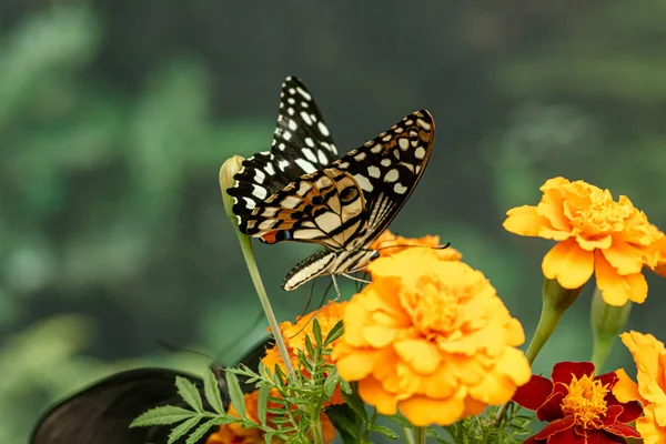Macro beautiful butterfly Papilio demoleus — Stock Photo, Image