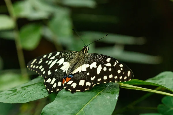 makro güzel kelebek Papilio demoleus