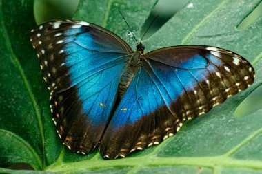 makro güzel kelebek Morpho helenor 