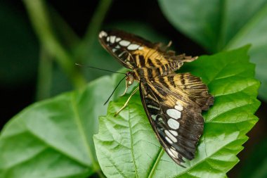 makro güzel kelebek Parthenos sylvia