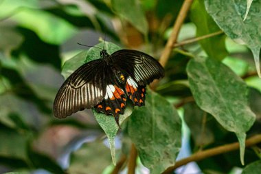 makro güzel kelebek Papilio düşük