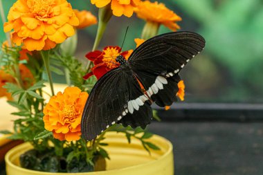 makro güzel kelebek Papilio polites