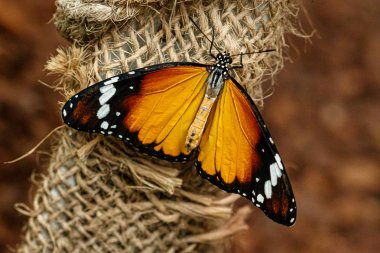 makro güzel kelebek Danaus chrysippus